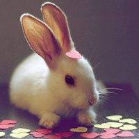 网红小兔子头像软绵绵图片
