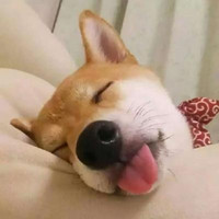 超可爱卖萌犯二狗狗头像