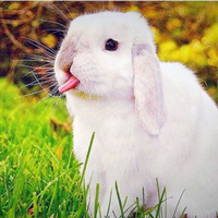 萌萌可爱兔子qq头像