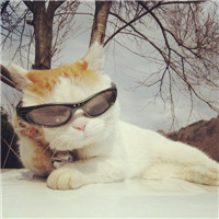 猫咪戴墨镜情侣头像图片