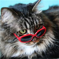 时尚戴墨镜萌宠动物头像