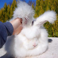 超萌安哥拉兔qq头像