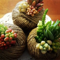 多肉植物qq头像