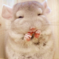 可爱仓鼠卖萌头像