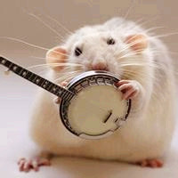 可爱仓鼠卖萌头像