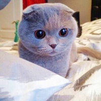 萌宠苏格兰折耳猫头像