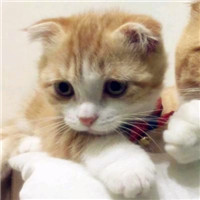 可爱呆萌猫咪头像