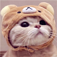 可爱呆萌猫咪头像