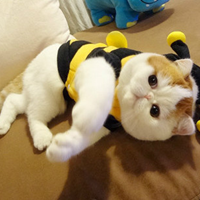 红小胖snoopy头像