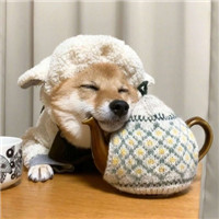 可爱柴犬清新头像