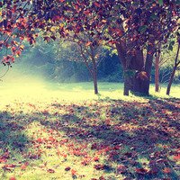 唯美风景qq头像