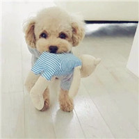 可爱泰迪qq头像