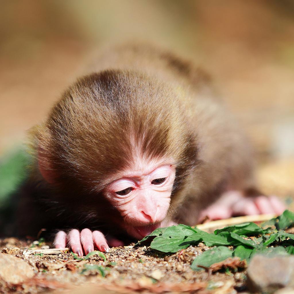小猴子可爱微信头像图片