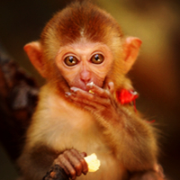 萌萌哒的可爱猴子可爱小猴子头像