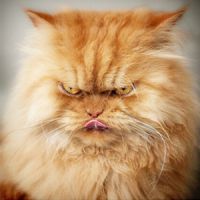 波斯猫可爱头像