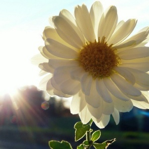 靓丽美景精美头像