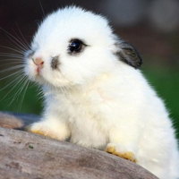 超萌兔子个性头像