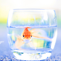 鱼的眼泪个性头像