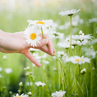 手中的小花qq头像
