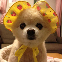 狗狗最萌秀qq头像