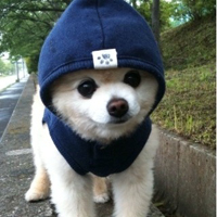 狗狗最萌秀qq头像