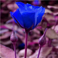 蓝色妖姬超美头像