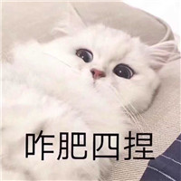 搞怪超萌猫咪表情包头像,可爱头像图片