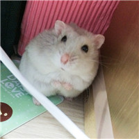 萌萌哒可爱仓鼠头像