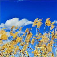 清新唯美微风风景头像