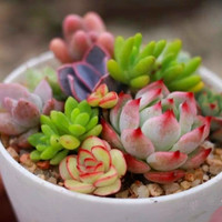 清新唯美多肉植物头像