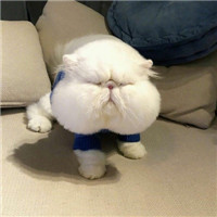 可爱大脸猫ins头像