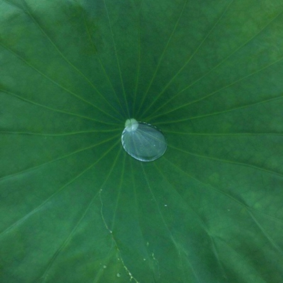 高清护眼的全绿图片头像