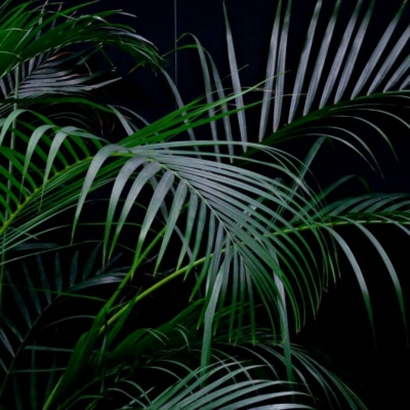 高清护眼的全绿图片头像