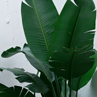 高清护眼的全绿图片头像