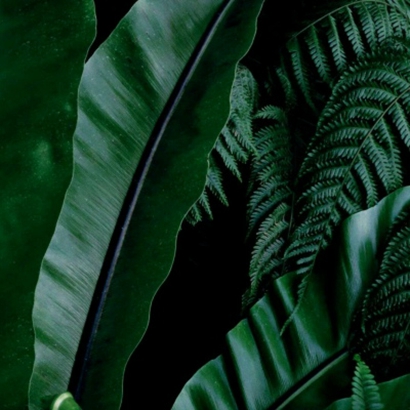 高清护眼的全绿图片头像