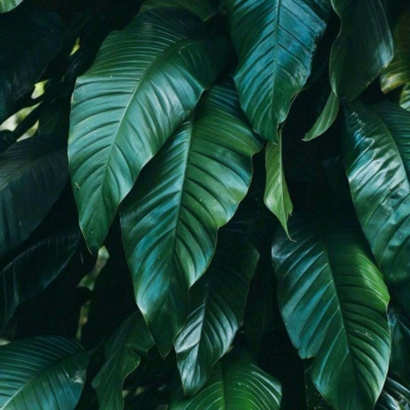 高清护眼的全绿图片头像