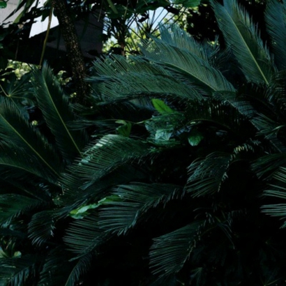 高清护眼的全绿图片头像