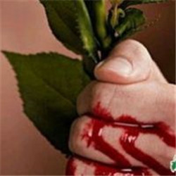 玫瑰刺手流血图片图片