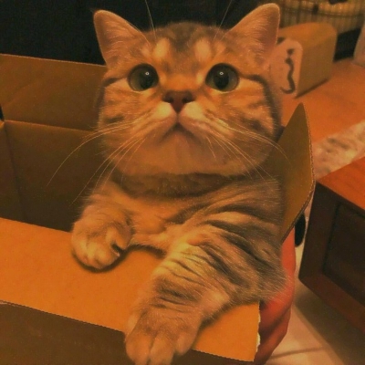 沙雕萌宠搞笑头像