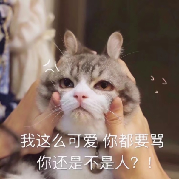 猫咪文字头像图片