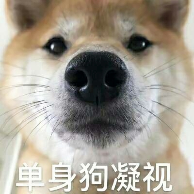 单身狗专属头像
