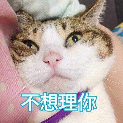 猫咪搞笑图片带字图片图片