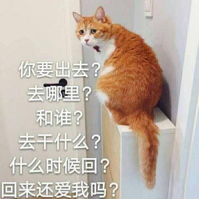 搞笑猫图片带字头像