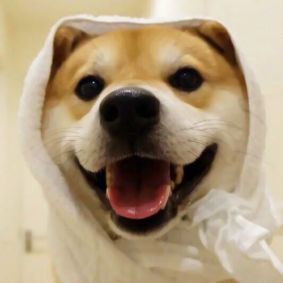 宠物搞怪头像图片,图片头像图片