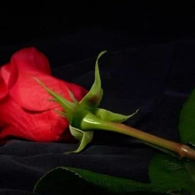 一支玫瑰花图片头像