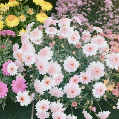 qq头像花朵图片大全