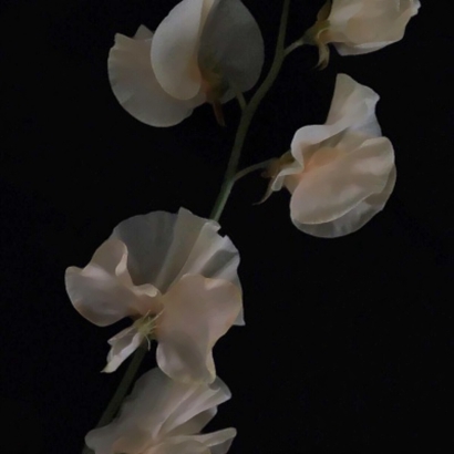 qq头像花朵图片大全