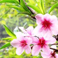 桃花树的图片头像图片