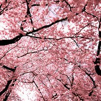 桃花树的图片头像图片