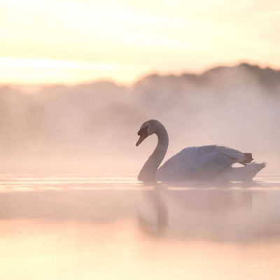 天鹅头像图片唯美